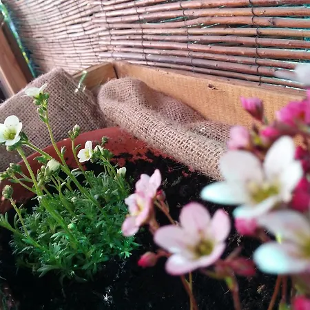 Il Canto Del Bosco Bed & Breakfast *